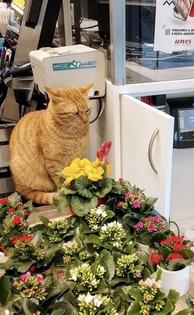 Elvis gatto di quartiere al sicuro