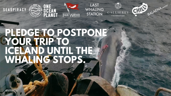 Pledge to Postpone your trip to Iceland until the whaling stops.