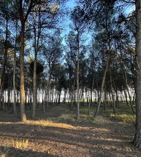 PAREMOS EL PLAN DE GESTION DE LOS PINARES DE LERIN (Navarra)
