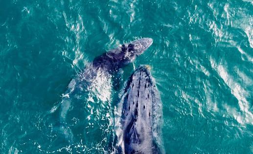 Las Ballenas de México están en grave peligro