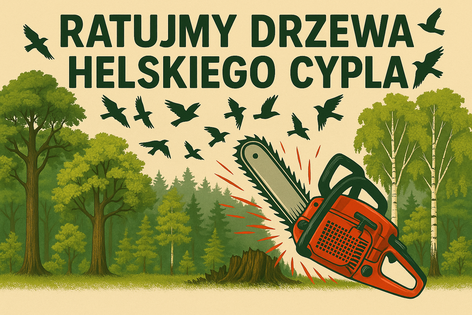 POWSTRZYMAJMY WYCINKĘ DRZEW NA HELSKIM CYPLU!!