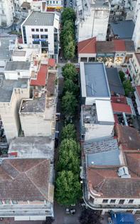 Σώστε τα δέντρα των πεζοδρόμων