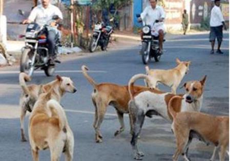 Urgent Action Needed to Address the Menace of Stray Animals in Bhubaneswar and Cuttack