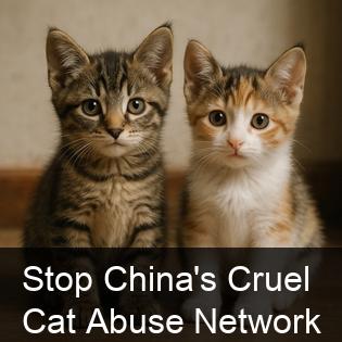 安安，我是來討連署的